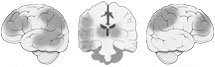 Fonction Cognitive Exercée