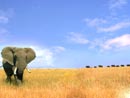 Capture d'écran : Mémoire d'éléphant